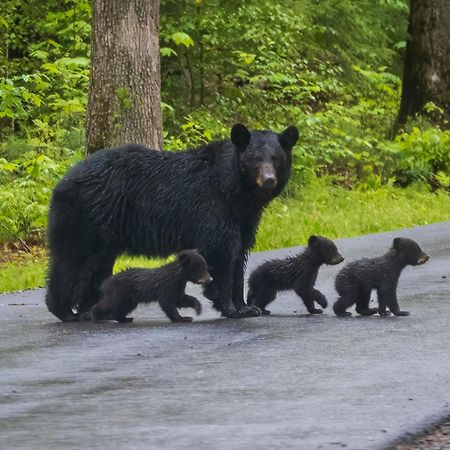 Smoky Mountain Gem Villa แกตลิงเบิร์ก ภายนอก รูปภาพ